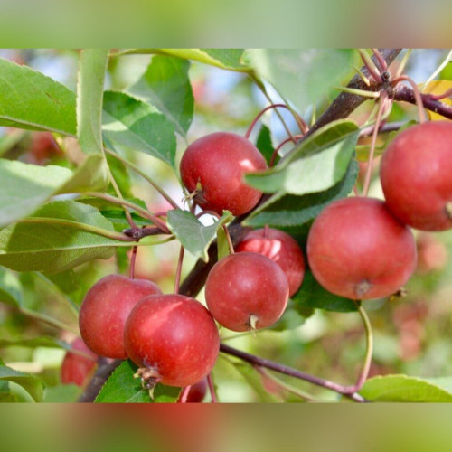 Яблоня Келси (Kelsey)