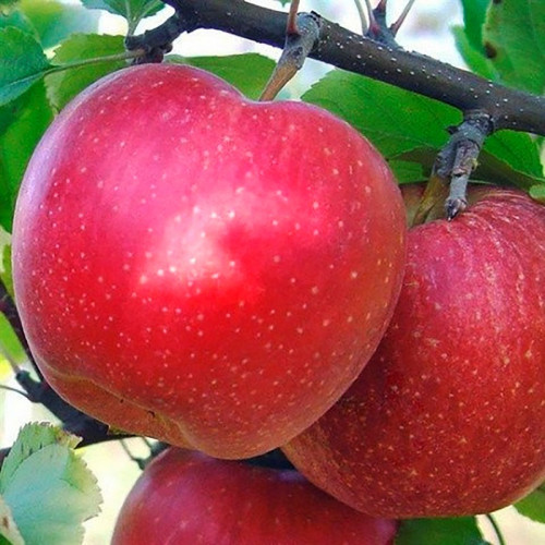 Яблоня Кинг Джонатан