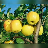 Яблоня Корей