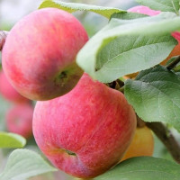 Яблоня Краса Свердловская