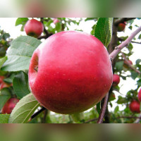 Яблоня Красное раннее