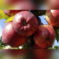 Яблоня Легенда
