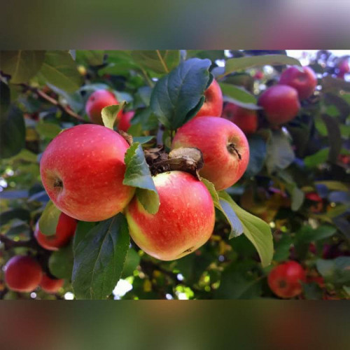 Яблоня Мечта