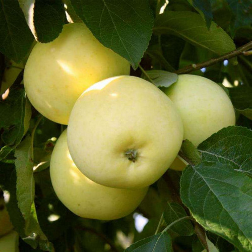 Яблоня Московское позднезимнее