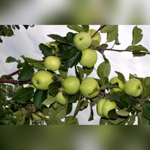 Яблоня Налив Исетский