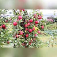 Яблоня Орловское Полосатое