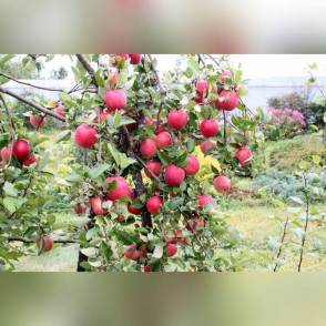 Яблоня Орловское Полосатое