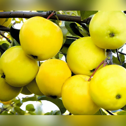 Яблоня Папироянтарное