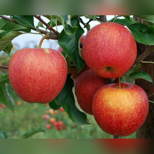 Яблоня Пинова