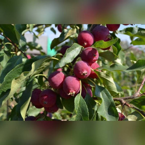 Яблоня Райка