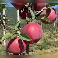 Яблоня Ред Велокс