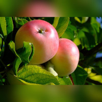 Яблоня Свежесть