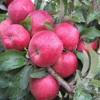 Яблоня Степан Разин