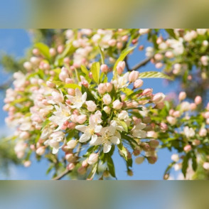 Яблоня декоративная «Брауэрс Бьюти» (Brouwers Beauty)