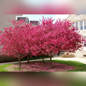 Яблоня декоративная «Маковецкого»