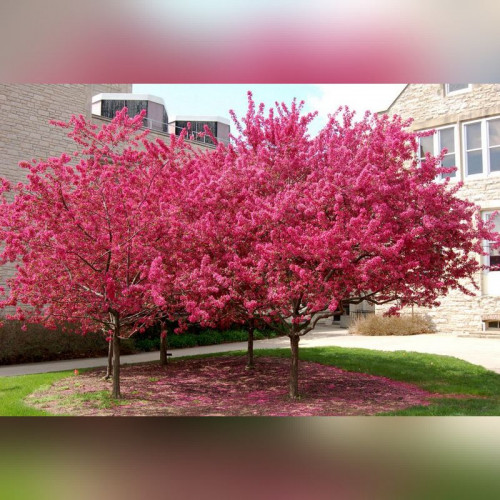 Яблоня декоративная «Маковецкого»