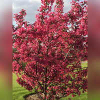 Яблоня декоративная «Огонь Прерий»