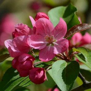 Яблоня декоративная «Ола» на штамбе