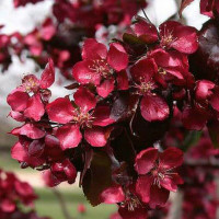 Яблоня декоративная «Роялти»