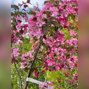 Яблоня декоративная «Рудольф»