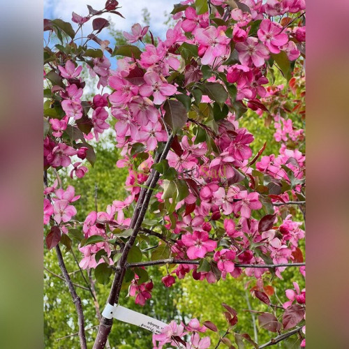 Яблоня декоративная «Рудольф»