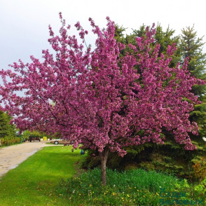 Яблоня декоративная «Хелена»