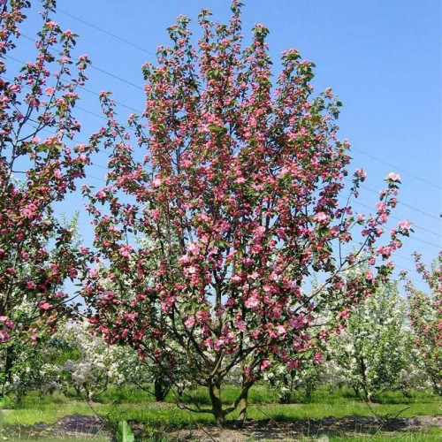 Яблоня декоративная Бренди Меджик (Brandy Magic)