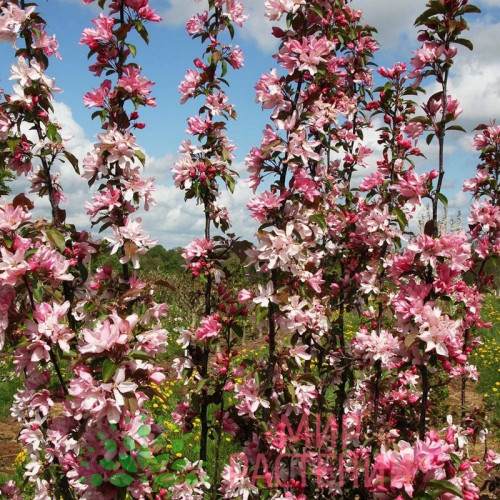 Яблоня декоративная Ред Обелиск (Red Obelisk)