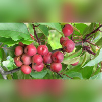 Яблоня карликовая Балерина