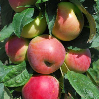 Яблоня колонновидная «Есения»