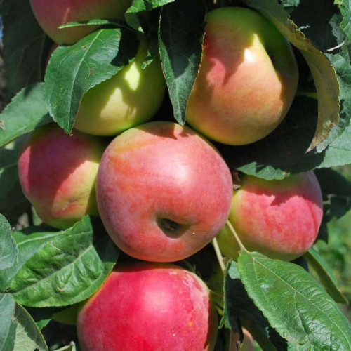 Яблоня колонновидная «Есения»