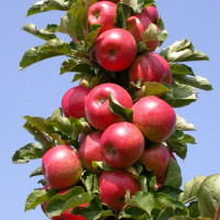 Яблоня колонновидная Арбат