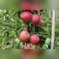 Яблоня колоновидная «Васюган»