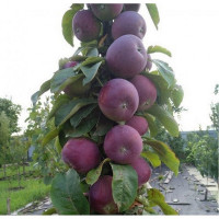 Яблоня колоновидная «Джин»