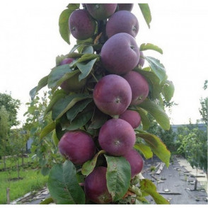 Яблоня колоновидная «Джин»