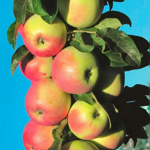 Яблоня колоновидная «Зеленый шум»