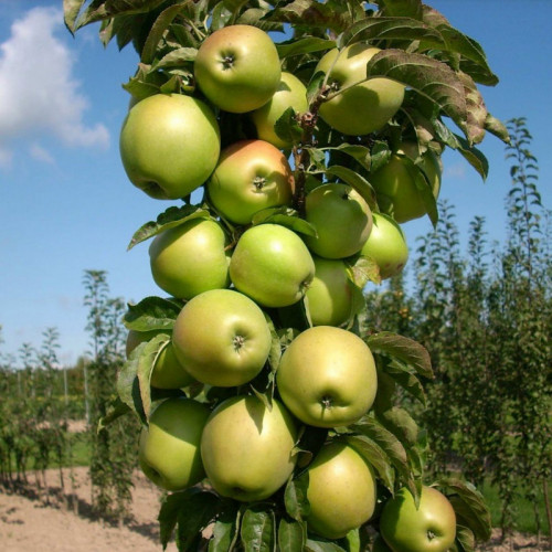 Яблоня колоновидная «Конференция»