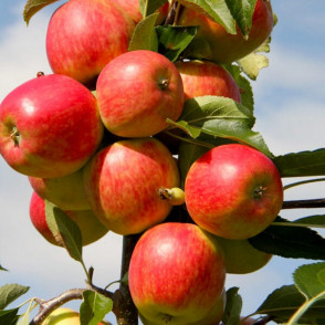 Яблоня колоновидная «Луч»