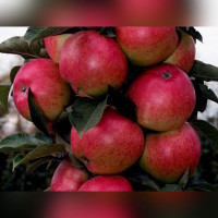 Яблоня колоновидная «Московское ожерелье»