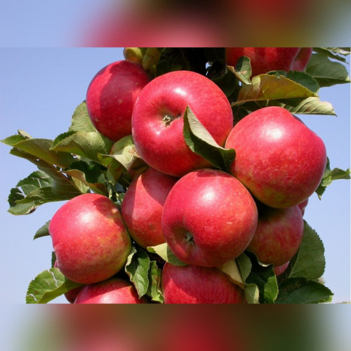 Яблоня колоновидная «Останкино»