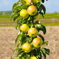 Яблоня колоновидная «Президент»