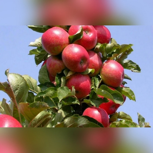 Яблоня колоновидная «Пьедестал»