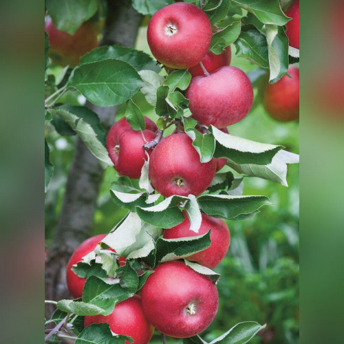 Яблоня колоновидная «Созвездие»