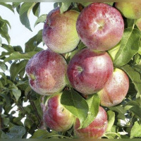 Яблоня колоновидная «Стрела»