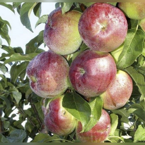 Яблоня колоновидная «Стрела»