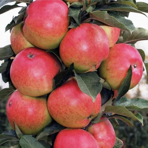 Яблоня колоновидная Гейзер