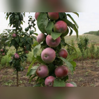 Яблоня колоновидная Готика