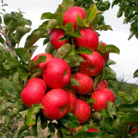 Яблоня колоновидная Корнет