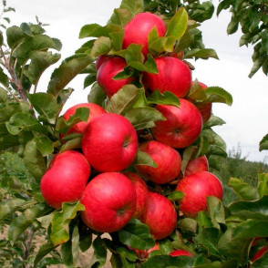 Яблоня колоновидная Корнет