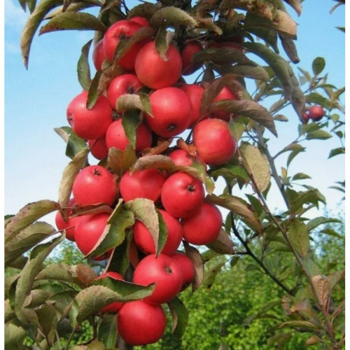 Яблоня колоновидная Стелла